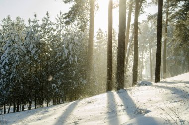 Güneşli bir kış çam ormanı