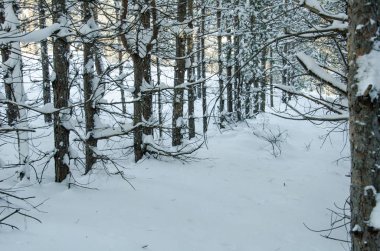 Kış orman siyah ölü