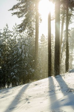 Güneşli bir kış çam ormanı