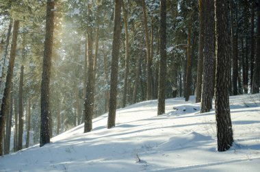 Güneşli bir kış çam ormanı
