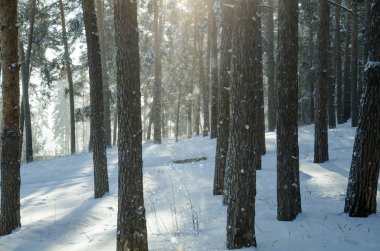 Güneşli bir kış çam ormanı