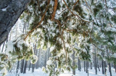 karla kaplı çam ağacı
