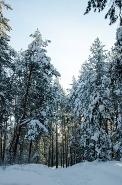 Güneşli bir kış çam ormanı