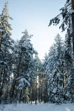 Güneşli bir kış çam ormanı