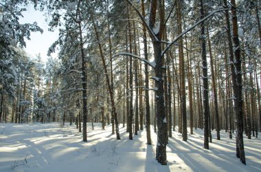 Güneşli bir kış çam ormanı