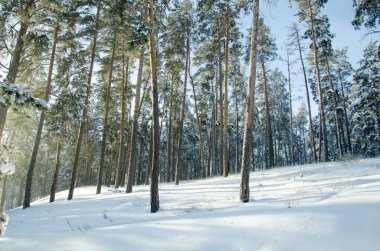 Güneşli bir kış çam ormanı