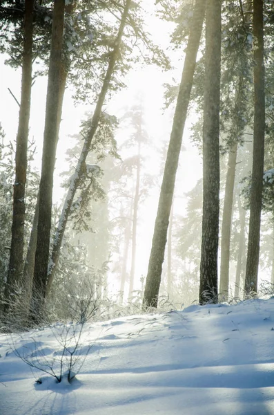 Güneşli bir kış çam ormanı