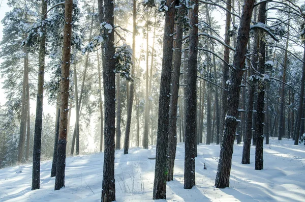 Güneşli bir kış çam ormanı