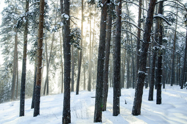 Winter pine forest on a sunny day