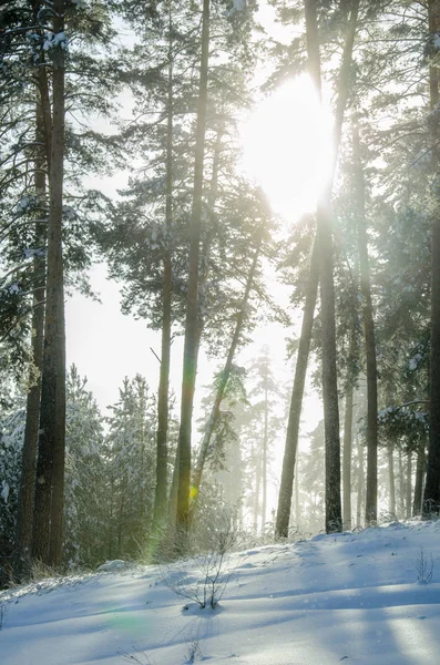 Güneşli bir kış çam ormanı