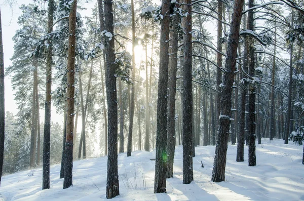 Güneşli bir kış çam ormanı