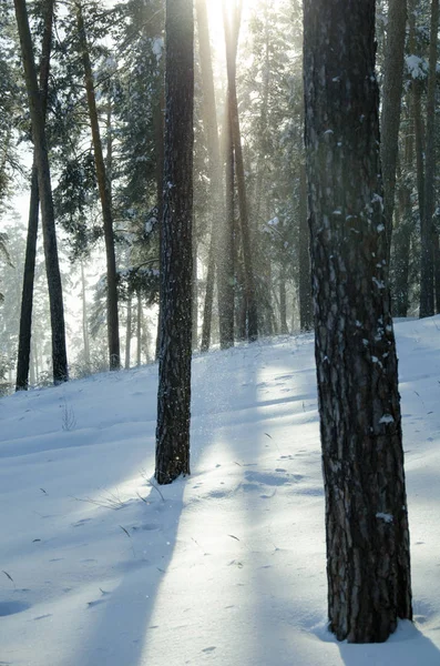 Güneşli bir kış çam ormanı