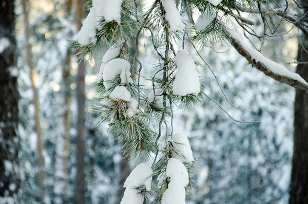 Branche Pin Dans Neige — Photo