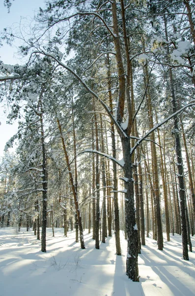 Güneşli bir kış çam ormanı