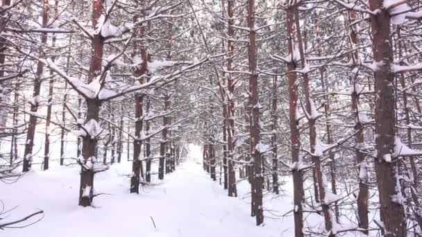 Χειμερινό δάσος πανόραμα — Αρχείο Βίντεο