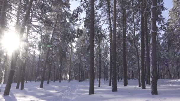 Panorama bosque invierno — Vídeos de Stock