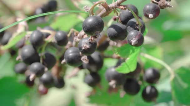 Czarna porzeczka Berry zbliżenie — Wideo stockowe