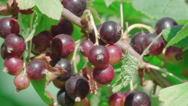 Primeros planos de grosella negra — Vídeos de Stock