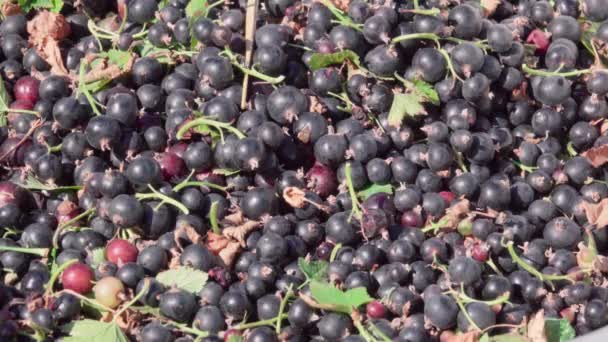 Fresh harvest of black currant — Stock Video