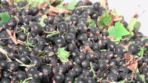 Siyah frenk üzümü taze hasat — Stok video