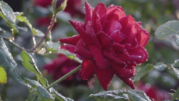 Rosa roja con gotas de rocío — Vídeo de stock
