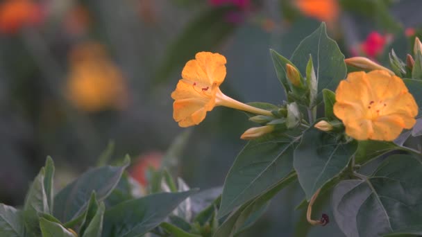 Flores naranjas primer plano — Vídeo de stock