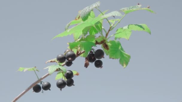 对天空的灌木丛上的黑莓 — 图库视频影像