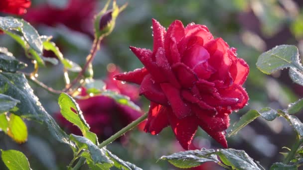 Κόκκινο τριαντάφυλλο με σταγόνες δροσιάς — Αρχείο Βίντεο