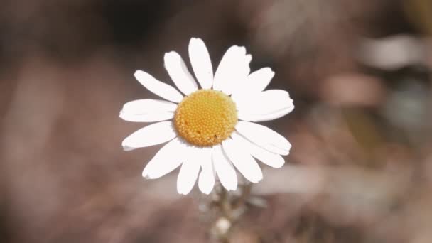 Weiße schöne Gänseblümchen-Blume — Stockvideo