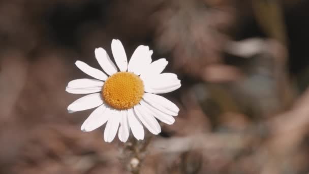 Witte mooie Daisy Flower — Stockvideo