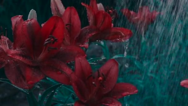 Watering Garden Lilies — Stock Video