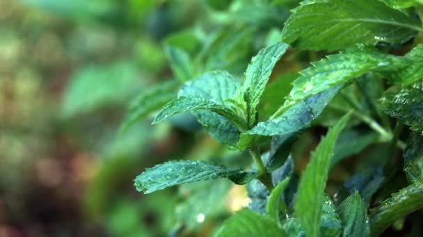Pétales de thé sous la pluie gros plan. L'eau coule sur les feuilles de menthe sous la pluie . — Video