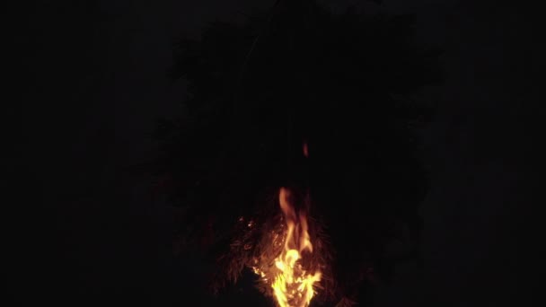 Φωτιά στο δάσος. Το κλαδί έλατο καίει και πέφτει στο έδαφος. — Αρχείο Βίντεο
