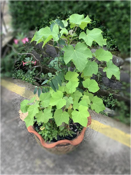 Güzel çiçeklerin yakın manzarası