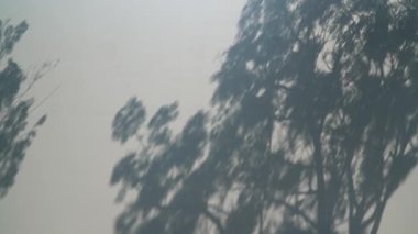 Beyaz Duvar Arkaplanındaki Soyut Örtüşen Ağaç Gölgeleri Görüntüleri