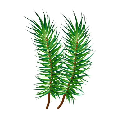 Vektör köknar dalı. Noel ağacı süslemesi, çam iğneleri izole
