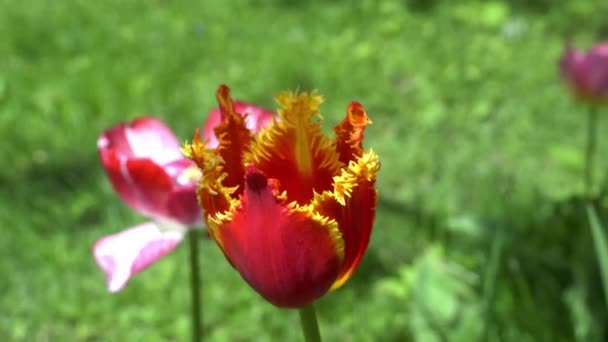 Rode Bloem Petal Bloeien Prachtige Tuin Een Zonnige Dag — Stockvideo