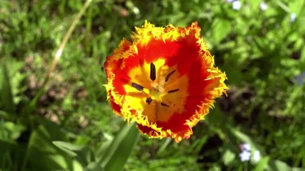 Closer Look Red Flower Blooming Waving Breeze Wind Sunny Day — Stock Video