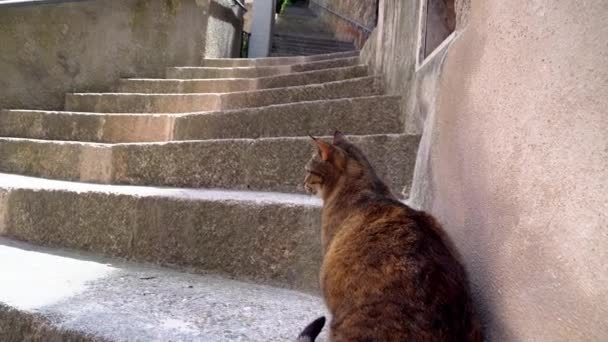 O grande gato gordo sentado na escada — Vídeo de Stock