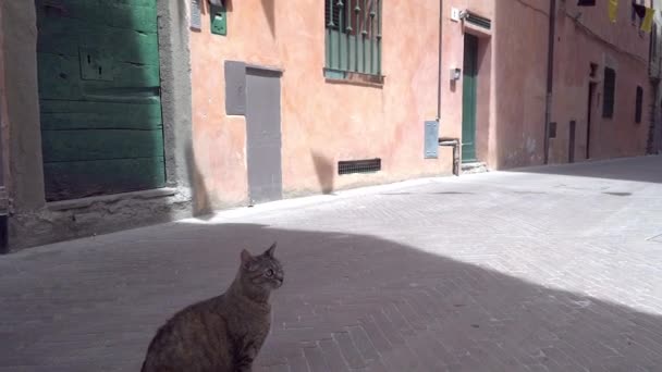 Velká tlustá kočka, která sedí na ulicích v Monte Argentario. mov — Stock video