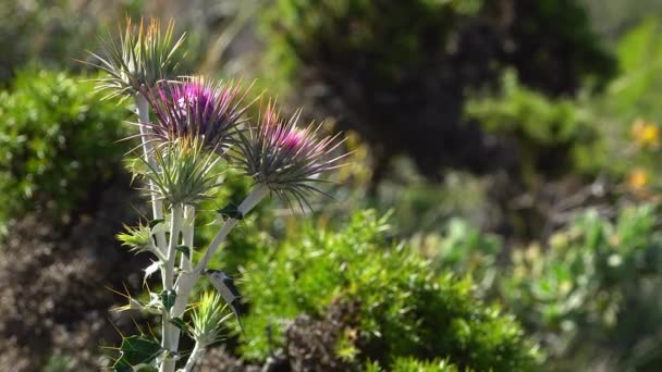 Bahçede mor çiçek carduus pycnocephalus denir — Stok video