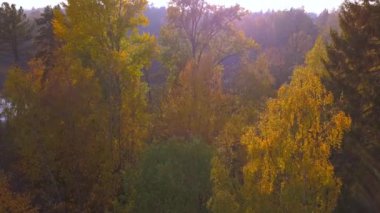 Finlandiya'da Sonbahar sırasında orman gölünde uzun ağaçların havadan görünümü