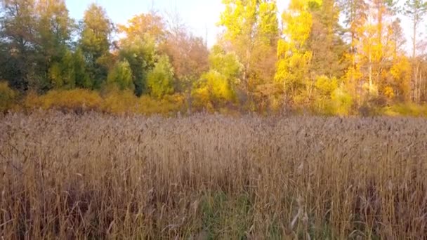 Tall Reed Grasses Forest Lake Finland Sunset Autumn — Stock Video