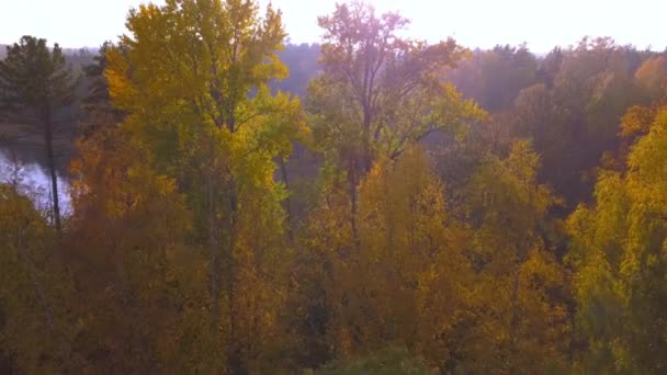 As folhas amarelas altas das árvores na Finlândia — Vídeo de Stock