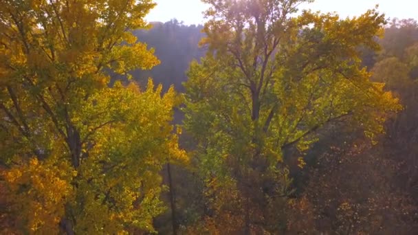 Las hojas amarillas de los árboles en el bosque del lago — Vídeo de stock