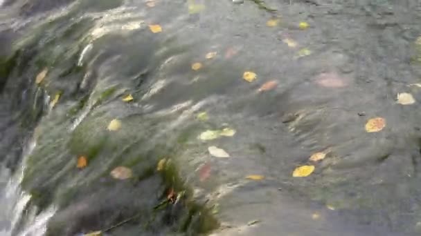 Pequeñas hojas amarillas en el agua del río en Finlandia — Vídeo de stock