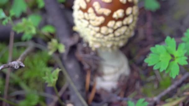 En brun färg blomma i trädgården i Finland — Stockvideo