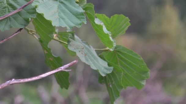 Mirada más cercana de la planta en el lado del río — Vídeo de stock