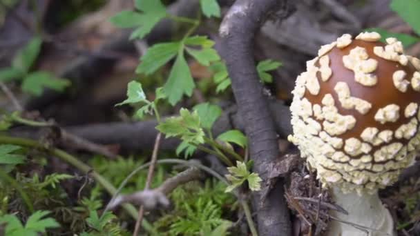 En stor brun svamp i Finlands skog — Stockvideo