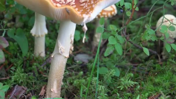 Un tipo diferente de hongo en el bosque en Finlandia — Vídeos de Stock